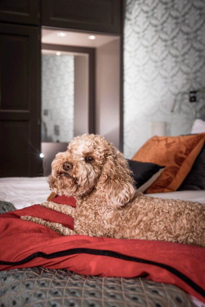 Hundvänliga hotell - Ta med din hund på semestern