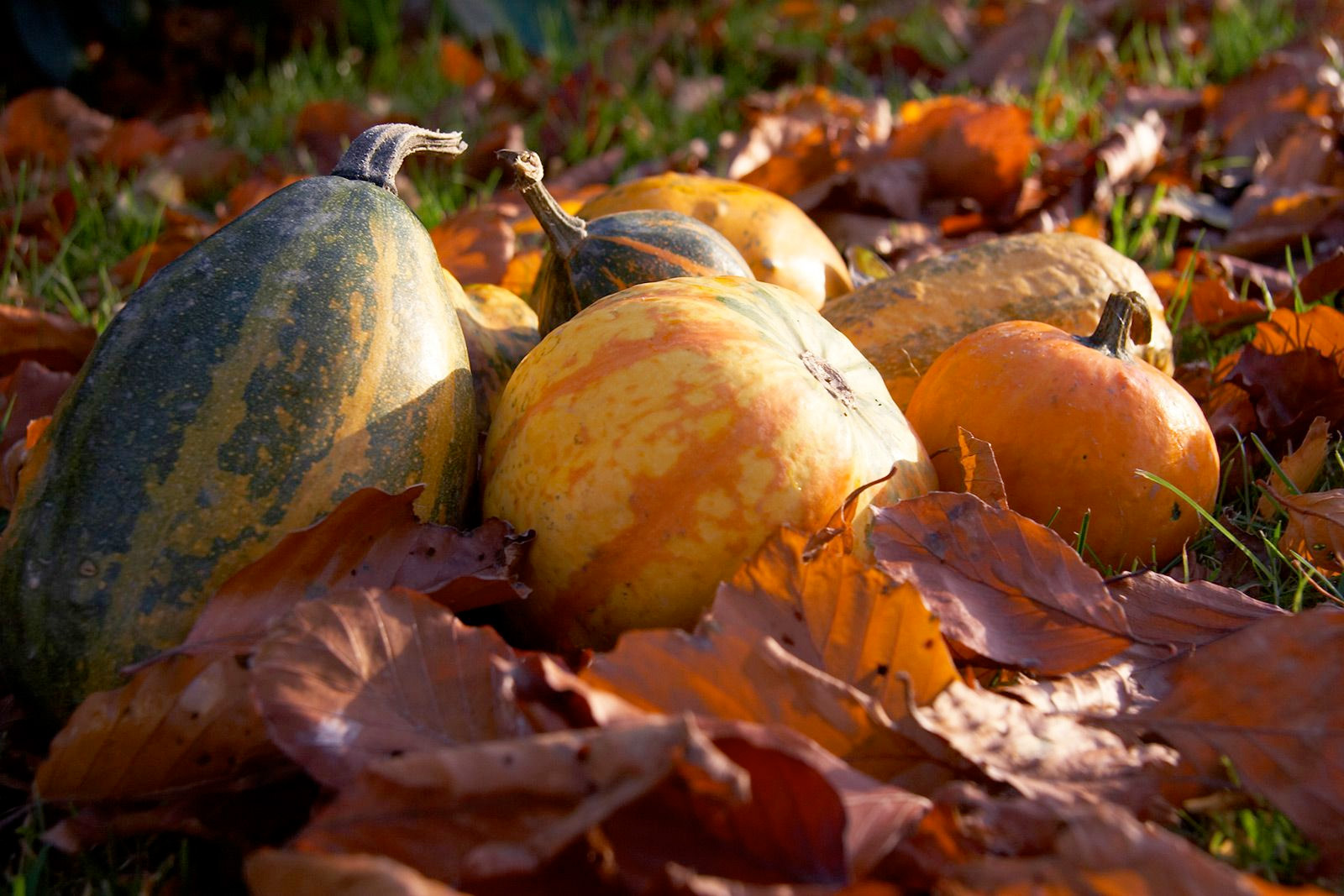 Halloween & höstlovsfirande