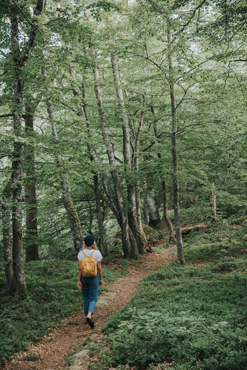 Boka ett vandringspaket åk besök Åsnen nationalpark