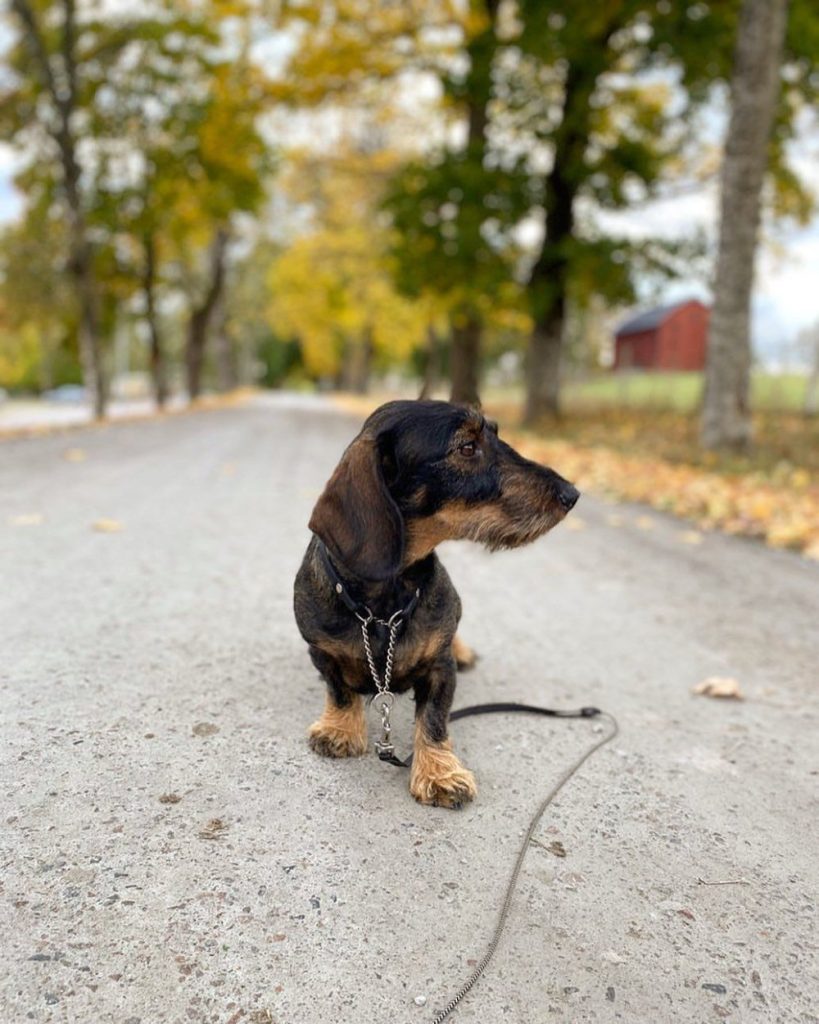 Ta med hunden till Asa Herrgård